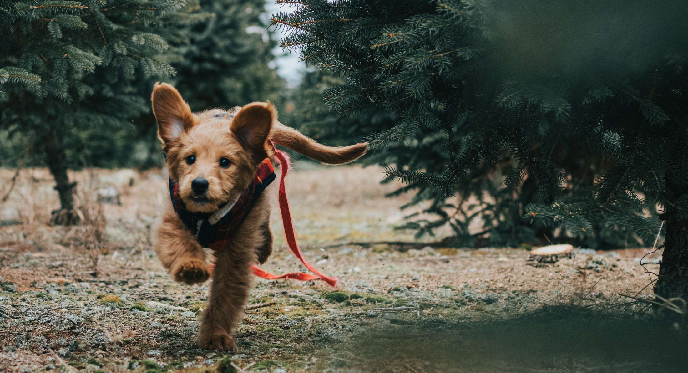 dog running thru pine trees dog running thru pine trees