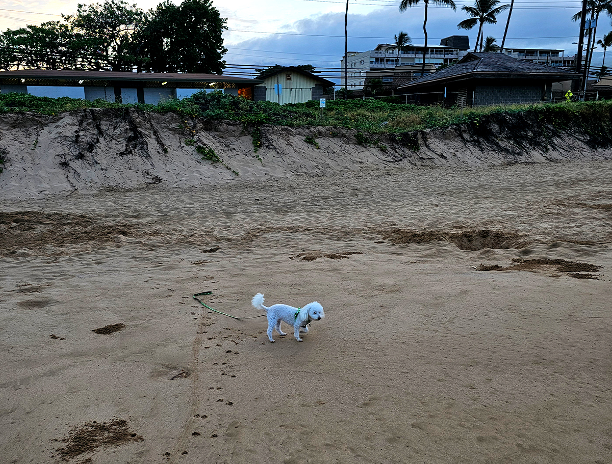 After a couple months on EverPup, Chloe was calm enough to go to the very stimulating beach. She liked it!