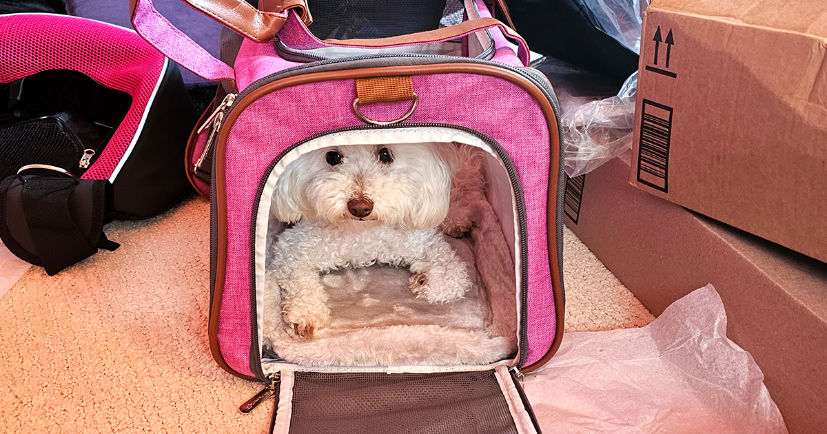 Chloe in her pink travel bag